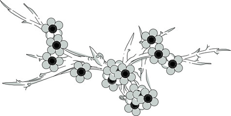 Vector sketch illustration silhouette design ornament decoration accessories baground classic vintage ethnic traditional floral natural 