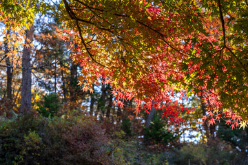 Beautiful and colorful Autumn landscape yellow,orange and red.