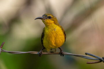 Fototapeta premium The olive-backed sunbird (Cinnyris jugularis ), also known as the yellow-bellied sunbird, is a species of sunbird found from Southern Asia to Australia.