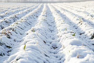 Obraz premium Snowy Winter Landscape