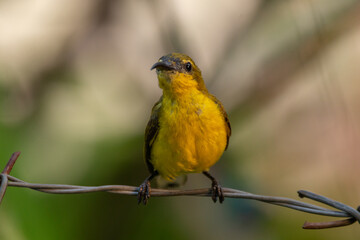 The olive-backed sunbird (Cinnyris jugularis ), also known as the yellow-bellied sunbird, is a species of sunbird found from Southern Asia to Australia.