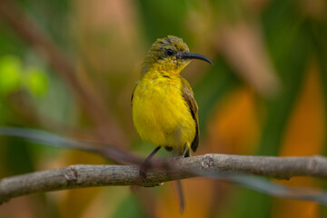 The garden sunbird (Cinnyris jugularis), previously known as the olive-backed sunbird, is a species of passerine bird in the family Nectariniidae