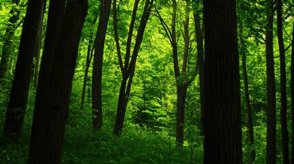 Fototapeta premium A forest with trees that are green and tall