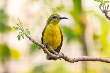 Fototapeta premium The garden sunbird (Cinnyris jugularis), previously known as the olive-backed sunbird, is a species of passerine bird in the family Nectariniidae