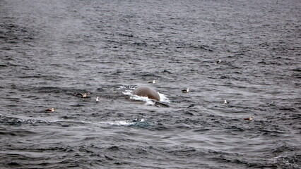 Fin whale (Balaenoptera physalus) surrounded by sea birds off of Elephant Island, in the South Shetland Islands, Antarctica