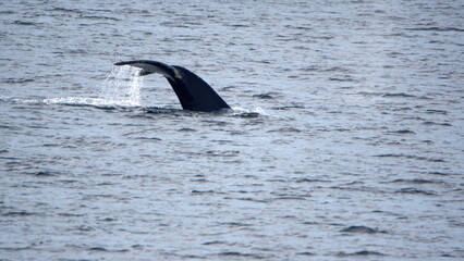 Obraz premium Tail of a humpback whale (Megaptera novaeangliae) at Portal Point, Antarctica