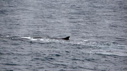 Dorsal fin of a fin whale (Balaenoptera physalus) off of Elephant Island, in the South Shetland...
