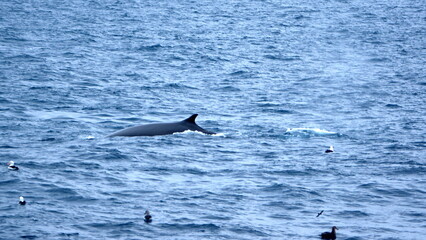 Dorsal fin of a fin whale (Balaenoptera physalus) off of Elephant Island, in the South Shetland...