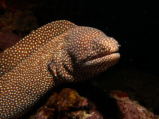 A White Mouth Moray Eel or Gymnothorax meleagris looking out from a hole at a scuba dive in Puerto...