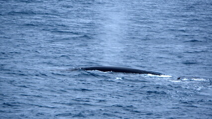 Obraz premium Fin whale (Balaenoptera physalus) blowing at the surface, off of Elephant Island, in the South Shetland Islands, Antarctica