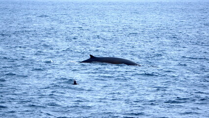 Dorsal fin of a fin whale (Balaenoptera physalus) off of Elephant Island, in the South Shetland...