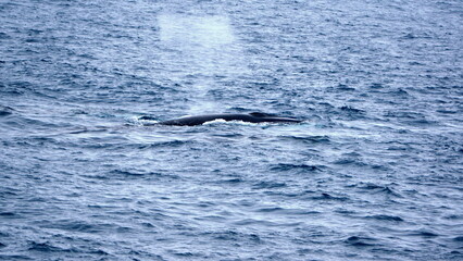 Fin whale (Balaenoptera physalus) blowing at the surface, off of Elephant Island, in the South Shetland Islands, Antarctica