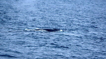 Fototapeta premium Fin whale (Balaenoptera physalus) off of Elephant Island, in the South Shetland Islands, Antarctica