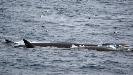 Fototapeta premium Fin whale (Balaenoptera physalus) surrounded by sea birds off of Elephant Island, in the South Shetland Islands, Antarctica