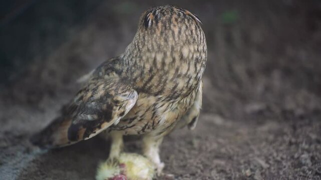 Owl feeding its chicks indoors. An owl on the forest floor with its prey, a rough and dynamic depiction of wildlife in action.