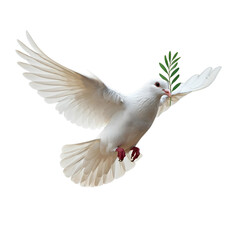 Fototapeta premium White dove isolated on transparent background