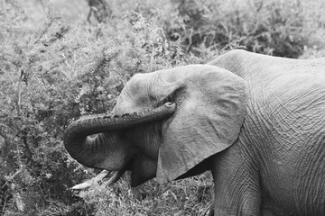elephant in the wild South Africa
