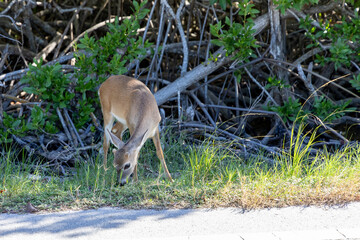 A Key deer stands in natural habitat near lush mangroves, showcasing the unique wildlife of Florida&rsquo;s Key West.