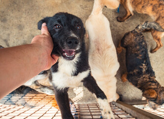 A small black puppy reaches out from behind a shelter fence, seeking affection. The loving hand...