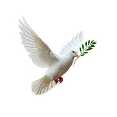 Obraz premium White dove isolated on transparent background