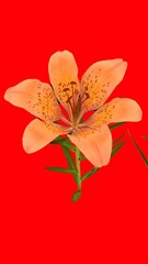 siberian lily lilium with red background