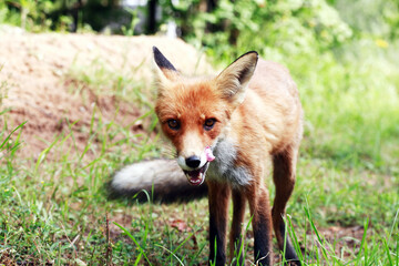 Fox In The Forest