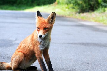 Portrait Of A Fox