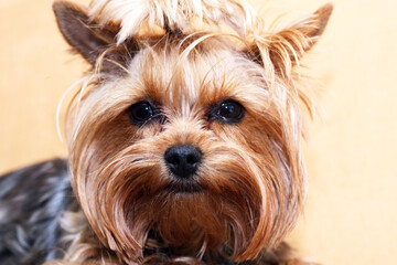A Sad Little Dog