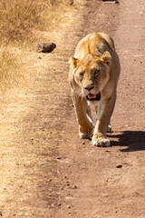 An African lioness walks down the side of a dirt road in Ngorongoro Crater, Tanzania