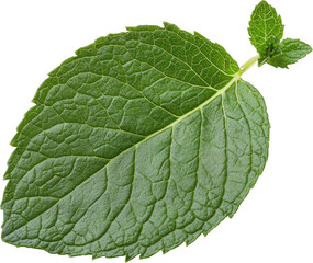 Obraz premium Close-up of a vibrant mint leaf