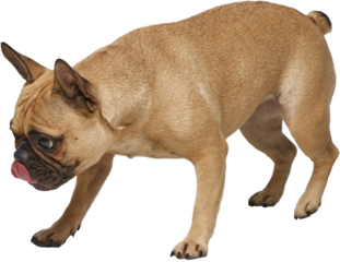 French bulldog walking towards with head down and tongue out against transparent background. Dog looking curious. Concept of grooming and veterinary services, canine food, pets fashion. Ad