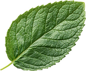 Obraz premium Close-up of a vibrant green leaf