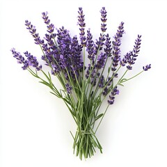 Obraz premium Lavender isolated on white background