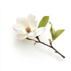 Obraz premium Magnolia isolated on white background