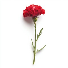 Obraz premium Carnation isolated on white background