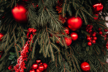 Festive winter background of red berries and fresh spruce branches, natural backdrop for Christmas and New holiday, outdoor decoration