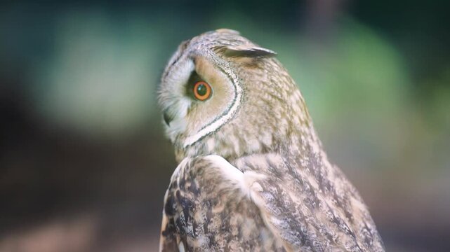 Close-up video of an owl from behind. A young owl in the frame is sitting indoors as a concept of continuing the life of birds under human supervision.