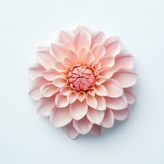 Fototapeta premium Dahlia isolated on white background
