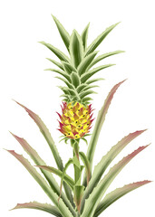 Obraz premium Pineapple plant with fruit growing on white background 