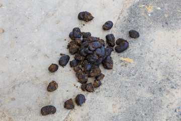 Camel excrement manure. Camel dung