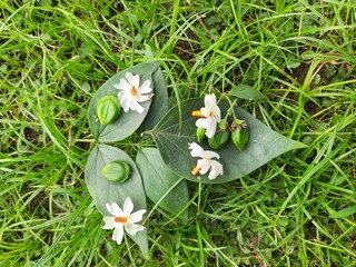 Nyctanthes arbor tristis fruits. It's other names  night blooming jasmine, tree of sorrow flower,...