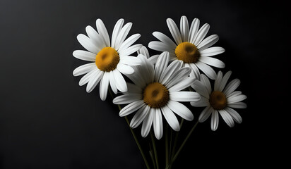 Obraz premium white daisies on a black paper texture background with copy space