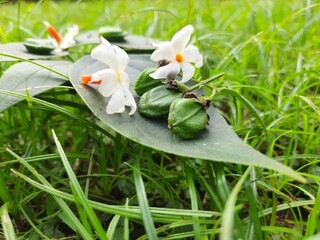 Nyctanthes arbor tristis fruits. It's other names  night blooming jasmine, tree of sorrow flower,...