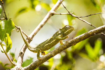 Flap-neck chameleon in a tree © Margaux