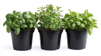 Fototapeta premium Fresh potted herbs (basil, parsley, mint) arranged on a clean white background, emphasizing their freshness.