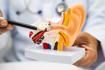 Asian doctor holding human ear model to learn and treat hearing loss in patient.