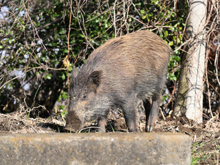 二ホンイノシシ
