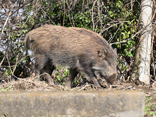 二ホンイノシシ
