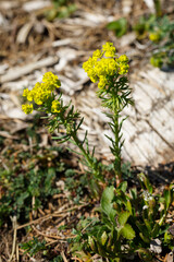 Zypressen-Wolfsmilch (Euphorbia cyparissias) 