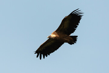 Vautour fauve,.Gyps fulvus, Griffon Vulture, Parc naturel régional des grands causses 48, Lozere,...
